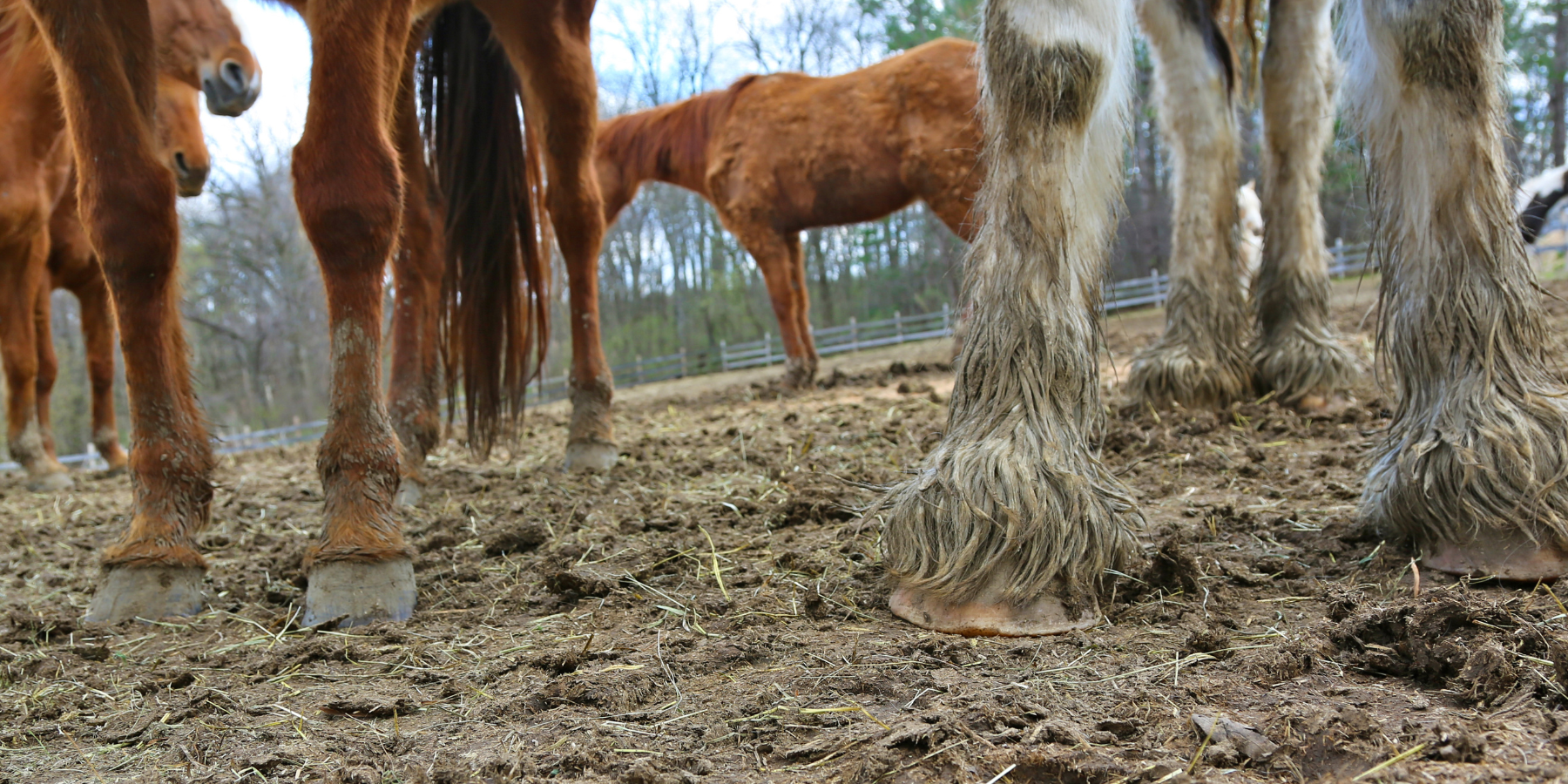 Surviving UK’s Equestrian Winter: Essential Hacks for Horse Lovers