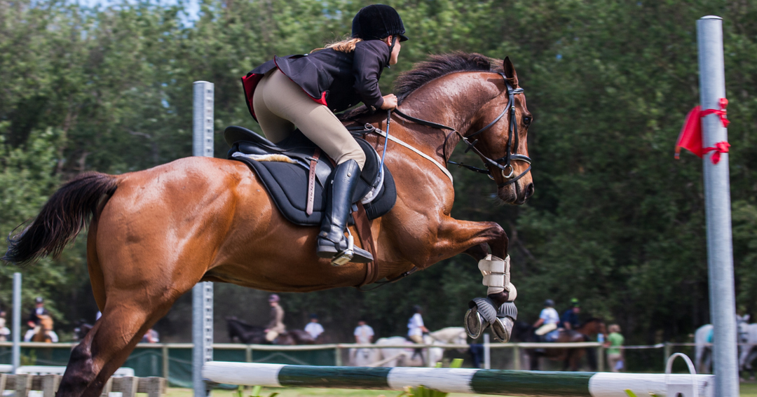 equestrian competition clothing