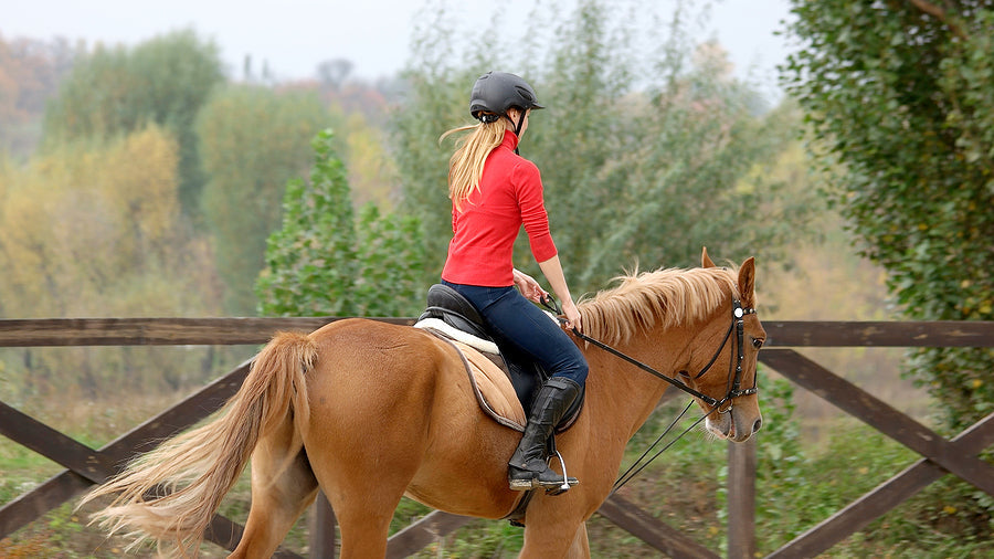 equestrian riding breeches